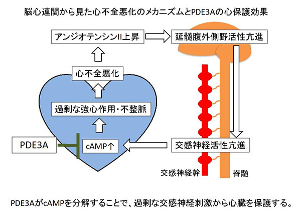 心不全のメカニズム図。心臓と神経系の関連を示し、アンジオテンシンIIやcAMPの役割を説明。PDE3AがcAMPを分解し心臓を保護。