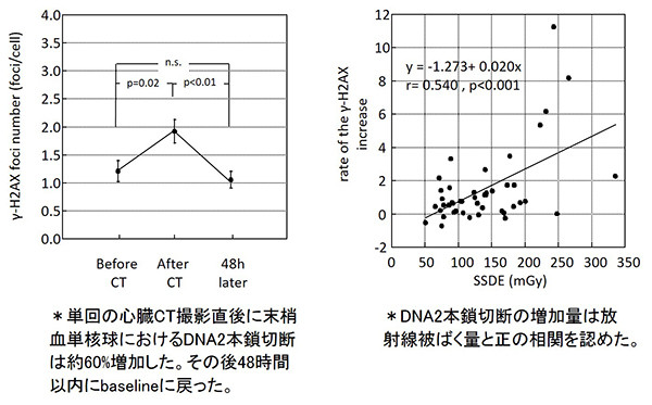 心臓CT撮影前後のDNA2本鎖切断の変化を示すグラフ。左は撮影後に60%増加し48時間後に戻る様子、右は放射線被ばく量との相関を示す。