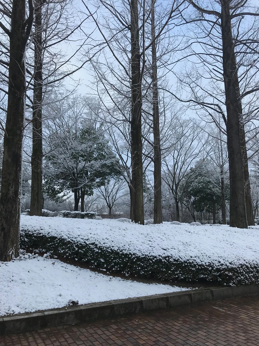 雪が積もった木々と地面が広がる冬の風景。