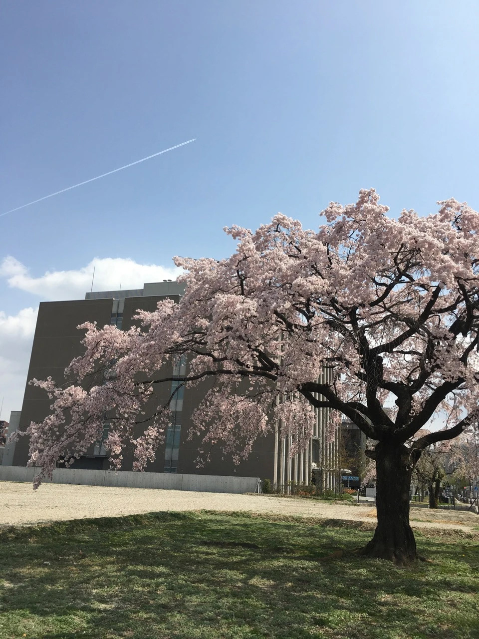 満開の桜の花と青空が広がる福島県立医科大学のキャンパス風景。
