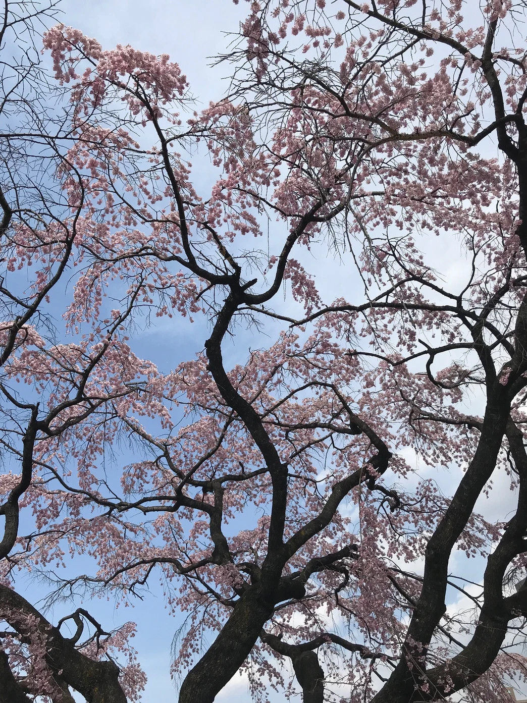 満開の桜が美しく咲き誇り、春の到来を感じさせる写真。