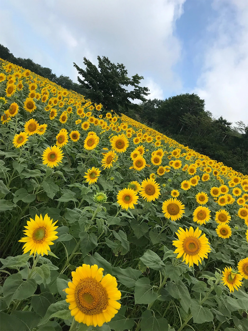 一面に広がるヒマワリ畑が青空の下で咲いている写真。