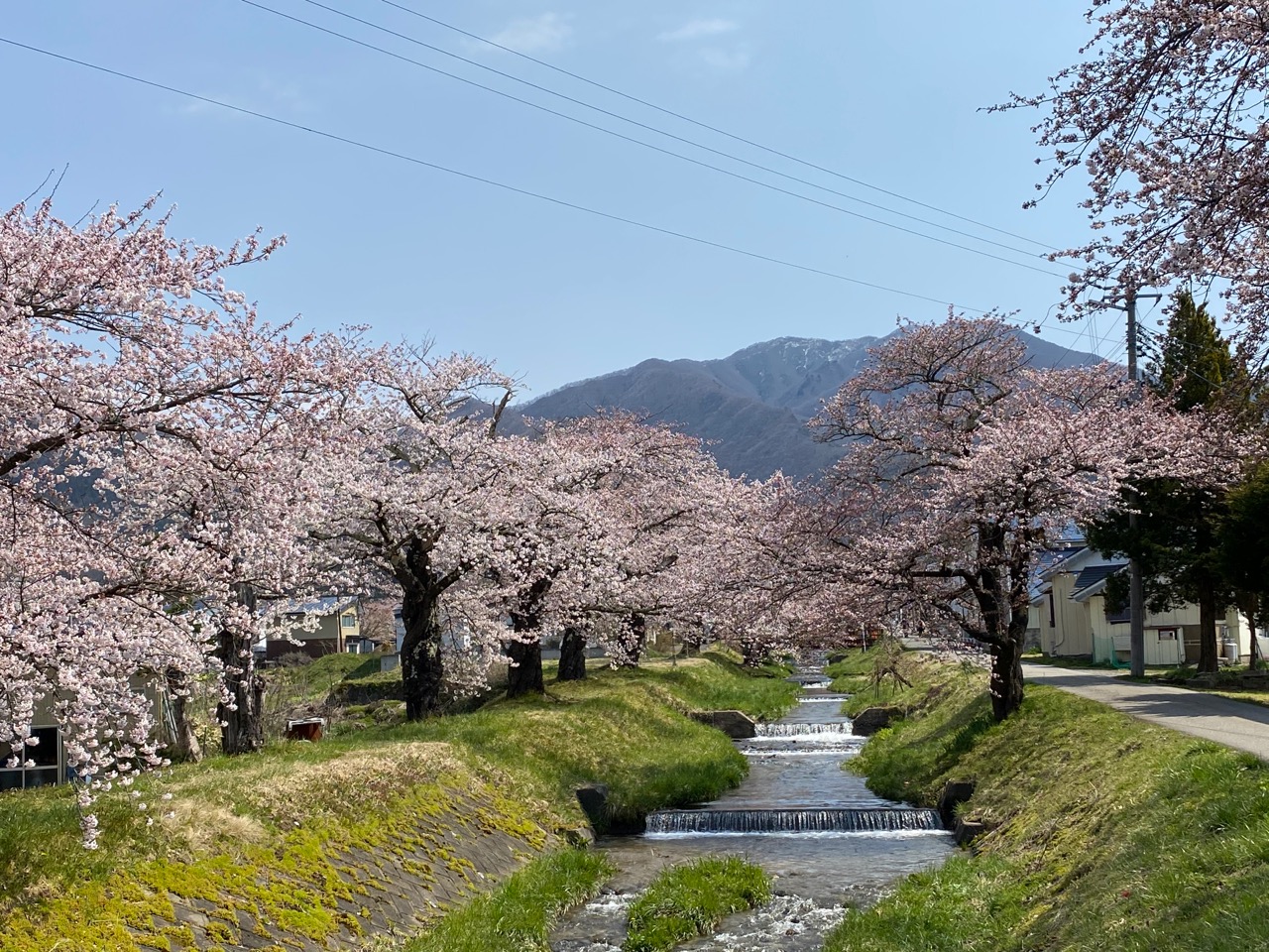 川沿いに並ぶ満開の桜の木々と、遠くに見える山々の風景。