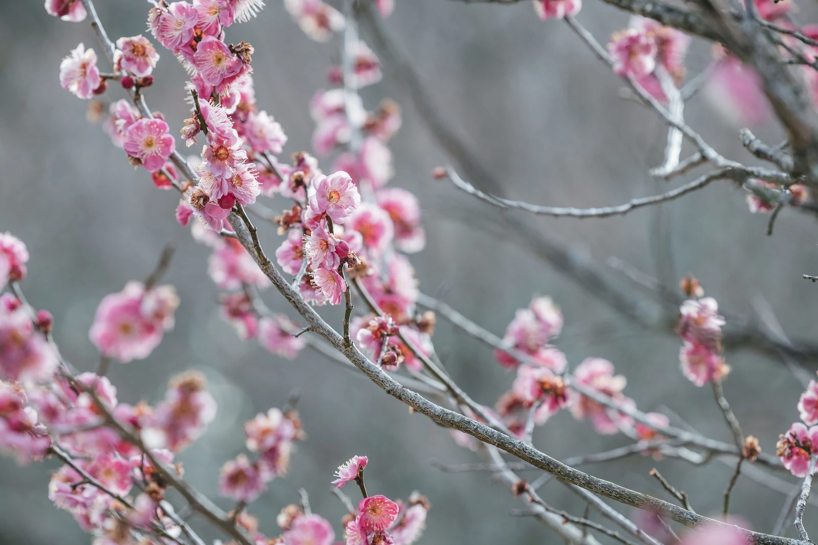 梅の花が咲き誇る枝のアップ。淡いピンク色の花が春の訪れを感じさせる。