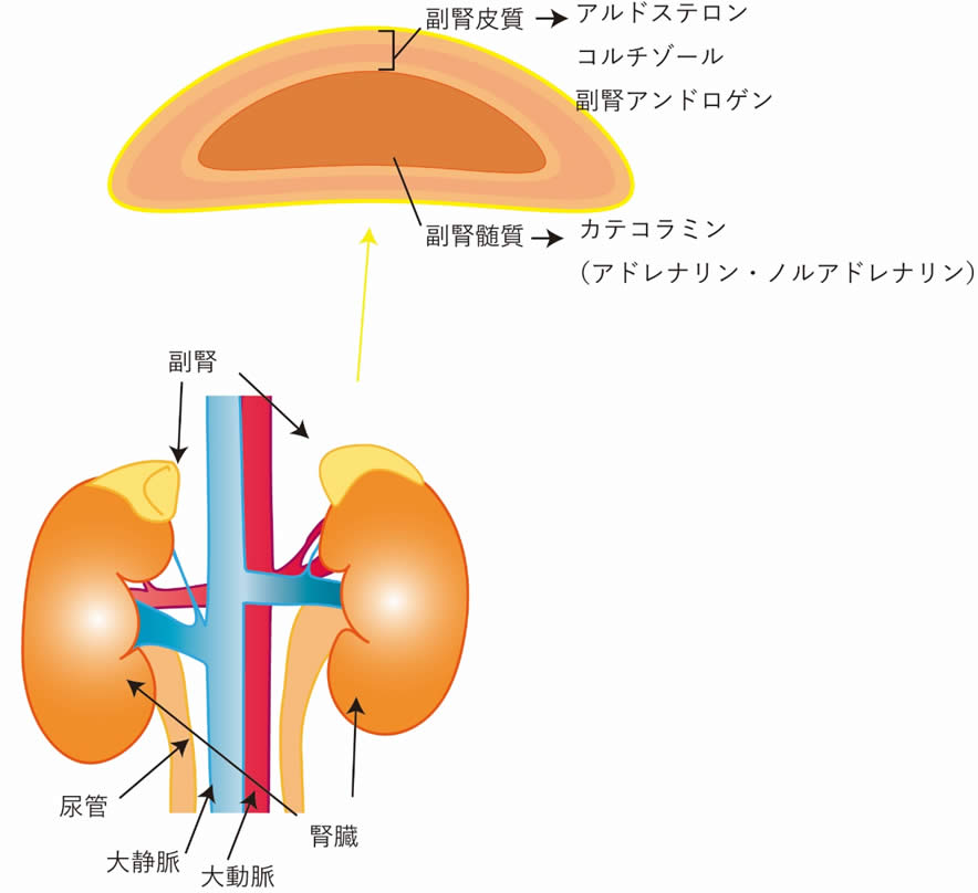 副腎の構造と機能を示す図。上部には副腎のホルモン分泌、下部には腎臓との位置関係が描かれている。