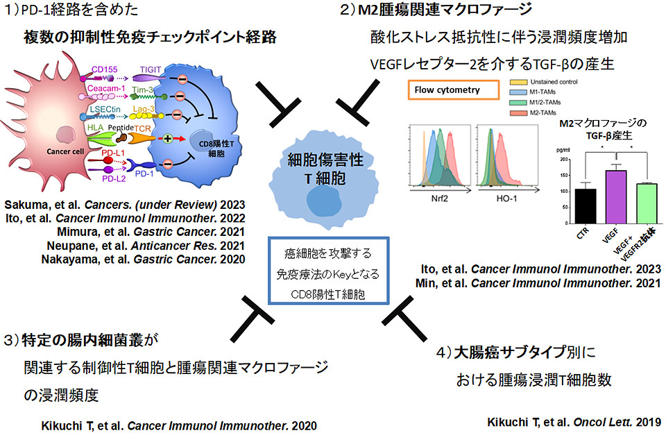 腫瘍微小環境におけるT細胞の抑制機構を示す研究図。細胞の相互作用やマクロファージの役割が視覚化されている。