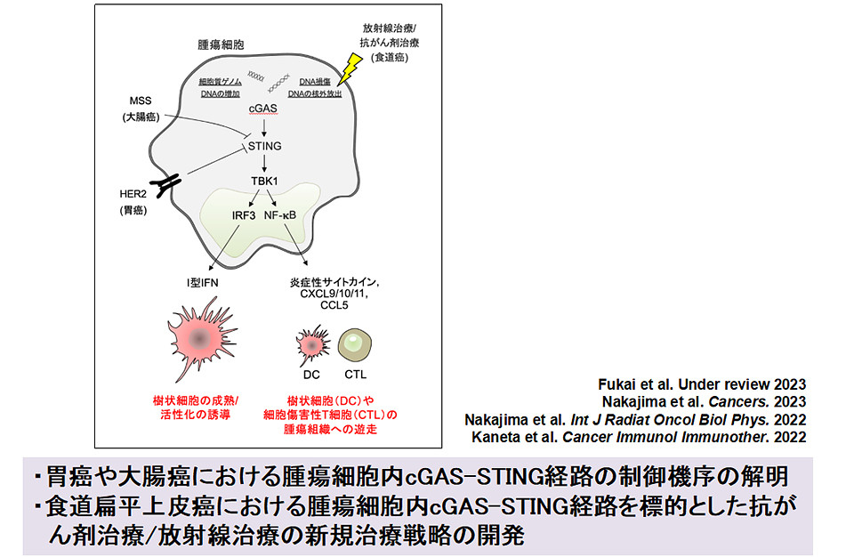 腫瘍細胞内のcGAS-STING経路を示す図。研究内容やメカニズムが視覚的に表現されています。
