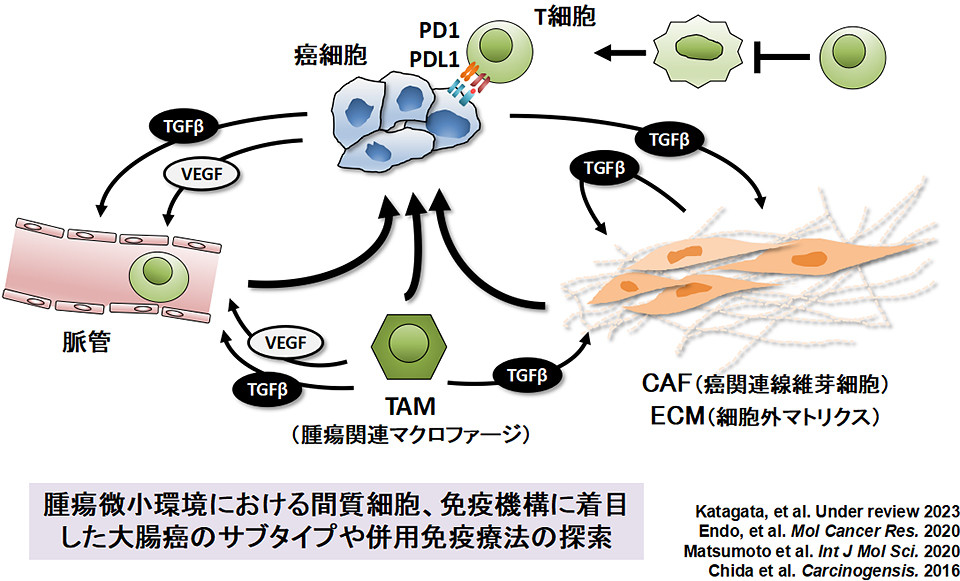 大腸癌の腫瘍微小環境に関する研究図。免疫細胞や成長因子の相互作用を示す図解。