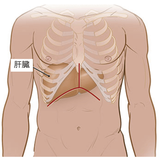 肝臓の位置を示す解剖図で、胸部の骨格と肝臓が描かれている。
