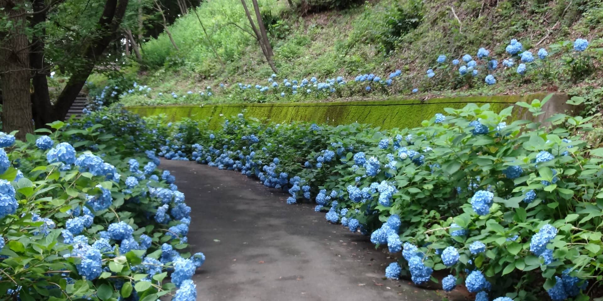 福島県立医科大学の緑豊かなキャンパス風景、青空の下で散策する人々が見える。