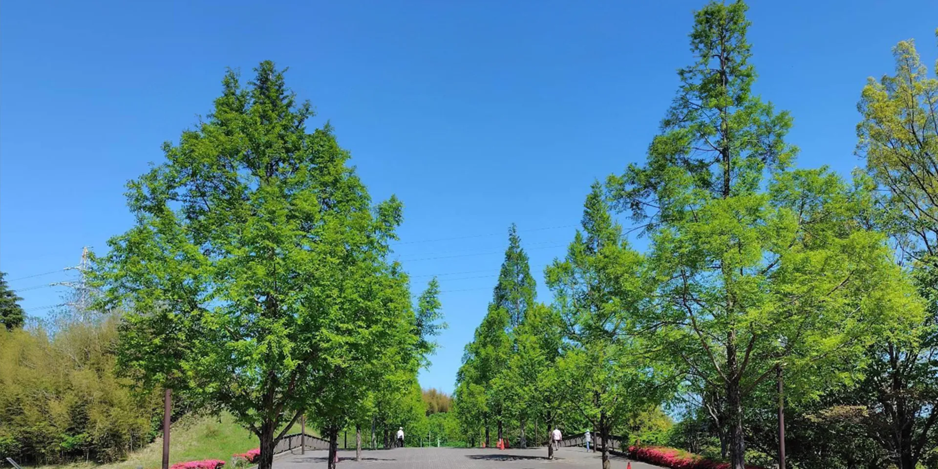 福島県立医科大学の緑豊かなキャンパス風景、青空の下で散策する人々が見える。