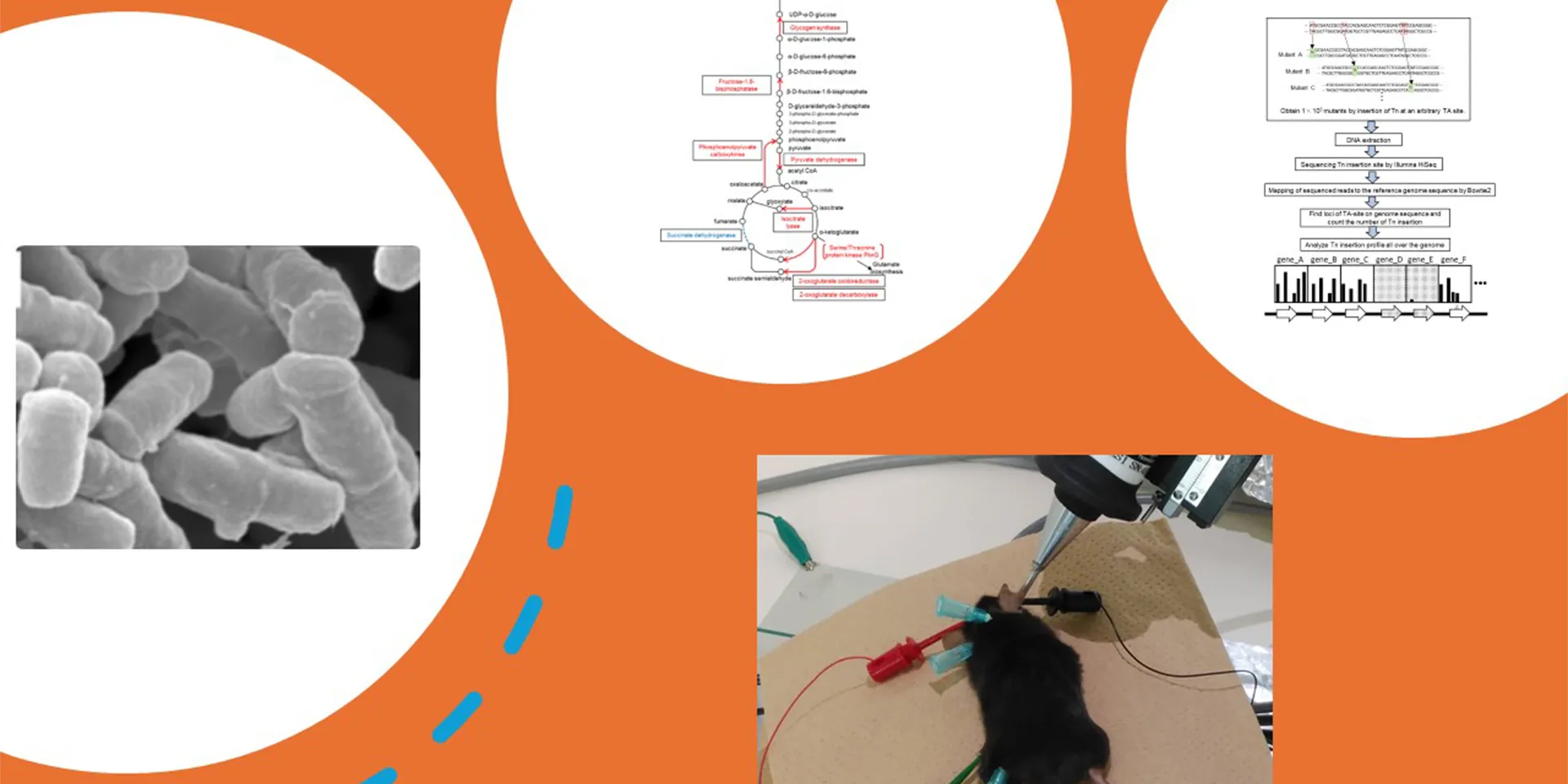 福島県立医科大学の微生物学講座に関連する情報を示す画像。