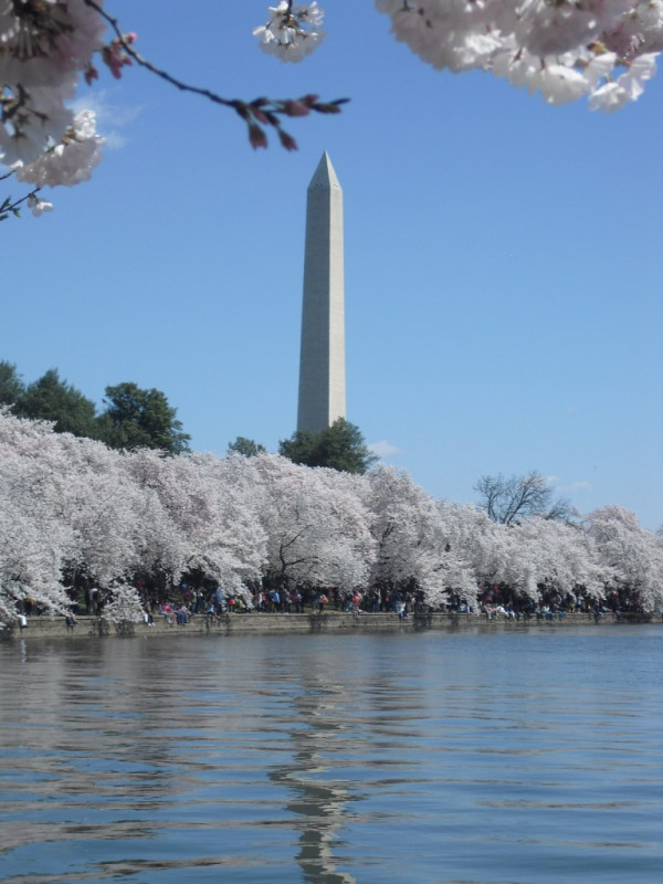 青空の下、ワシントン記念塔が背景にそびえ、満開の桜がその前に広がり、水面に反射している。