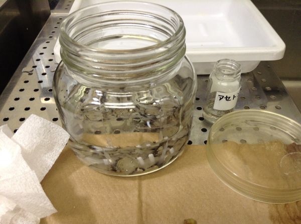 エタノールに一週間以上漬けこんでおくセメントのかたまりの写真。