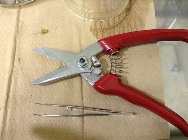 ハサミの写真。