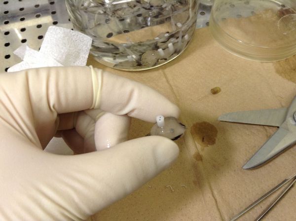 エタノールから取り出したときの様子