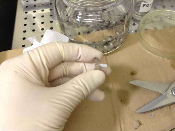 スーパーボールより少し硬いぐらいの状態の様子