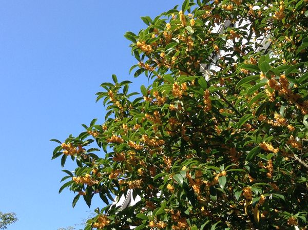 構内の金木犀が満開の様子