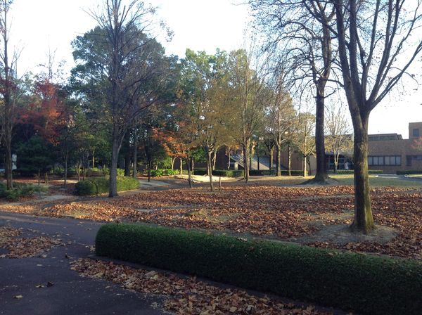 枯れ葉だらけの医大の中庭の様子。