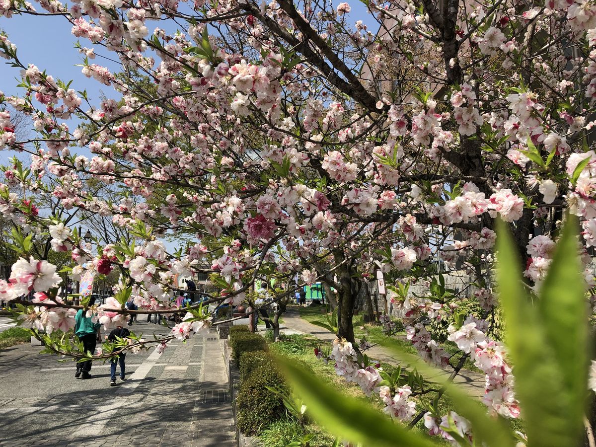 伊達市の満開のハナモモの風景写真。