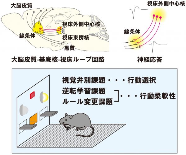 研究概要を示した図