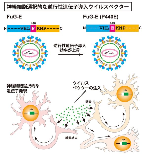 研究概要を示した図