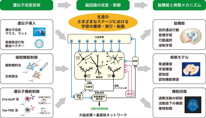 研究全体のストラテジー：遺伝子改変技術や脳回路の調整を通じ、学習や認知症の病態モデルを説明するフローチャート。
