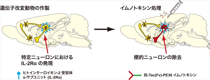 遺伝子改変動物における特定ニューロンのIL-2Rα発現と、イムノトキシン処理による標的ニューロンの除去を示す図。