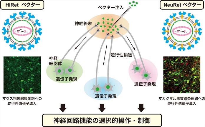 HiRetとNeuRetベクターを用いた逆行性遺伝子導入の説明図。