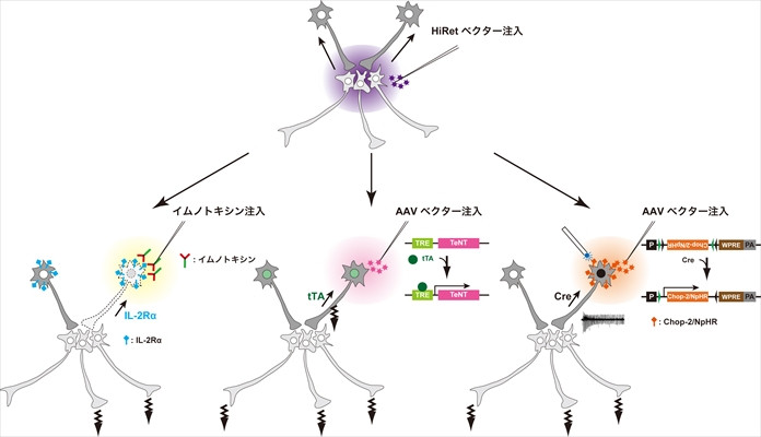神経細胞へのHiRetベクター、イムノトキシン、AAVベクター注入の模式図。
