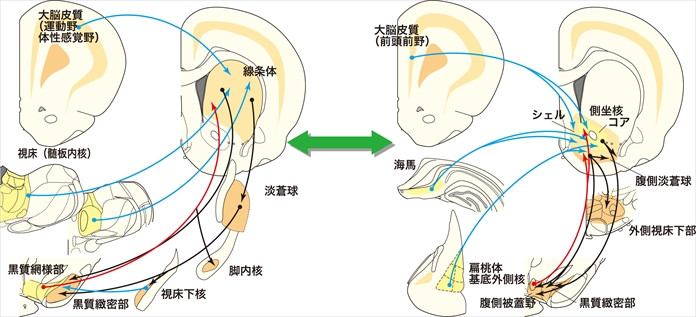 脳の構造と神経経路を示すイメージ図。