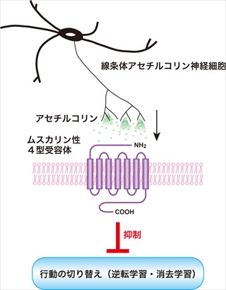 線条体コリン作動性インターニューロンを介する行動柔軟性のイメージ図。