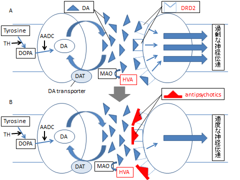 抗精神病薬の反応性とDRD2遺伝子多型の関連を示す図。ドーパミン代謝経路とHVAの変化を解説。