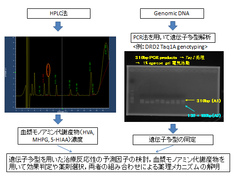 精神薬理と遺伝学に関する研究結果を示すグラフとDNA解析の画像。