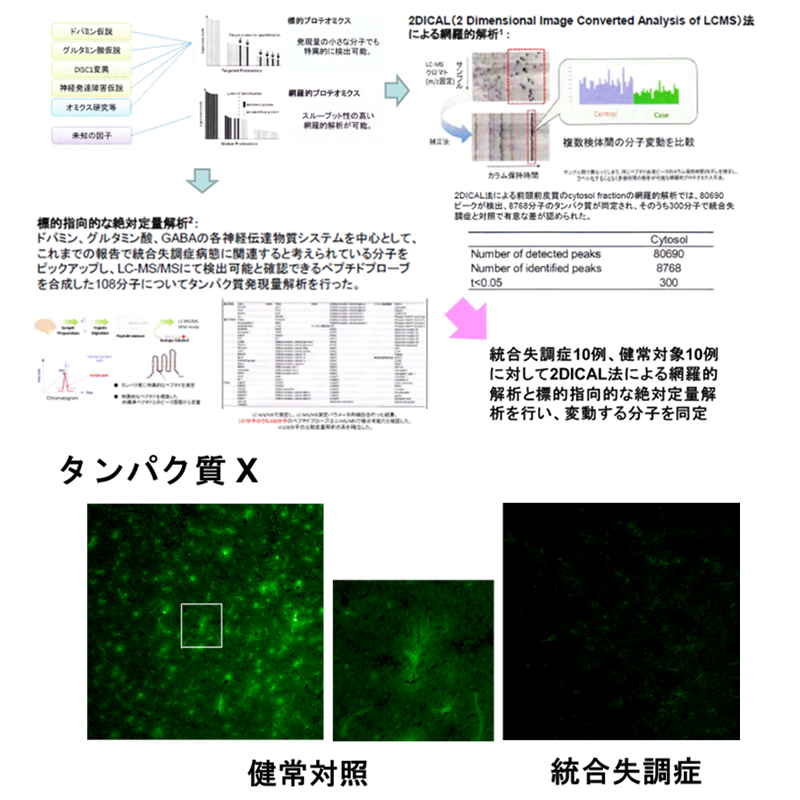 死後脳研究に関するデータ解析の結果を示すグラフや画像が含まれたプレゼンテーションスライド。