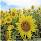 ひまわり畑の中で咲く鮮やかなひまわりの花々。青空を背景に、明るい黄色が映える風景。