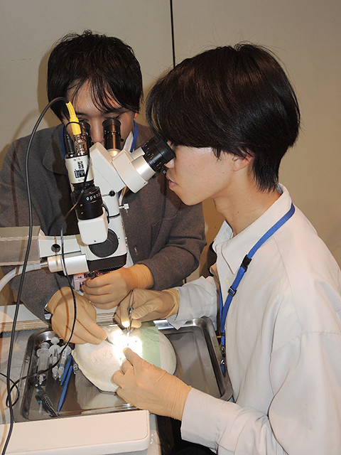 医学教育の一環として顕微鏡を使用しながらスカルのモデルに精密作業を行う学生たち。