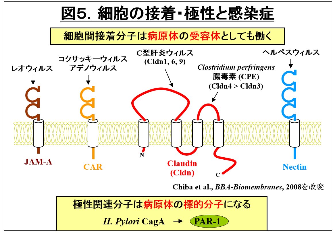 細胞の接着と感染症に関する図。細胞接着分子が病原体と相互作用する様子を示す。