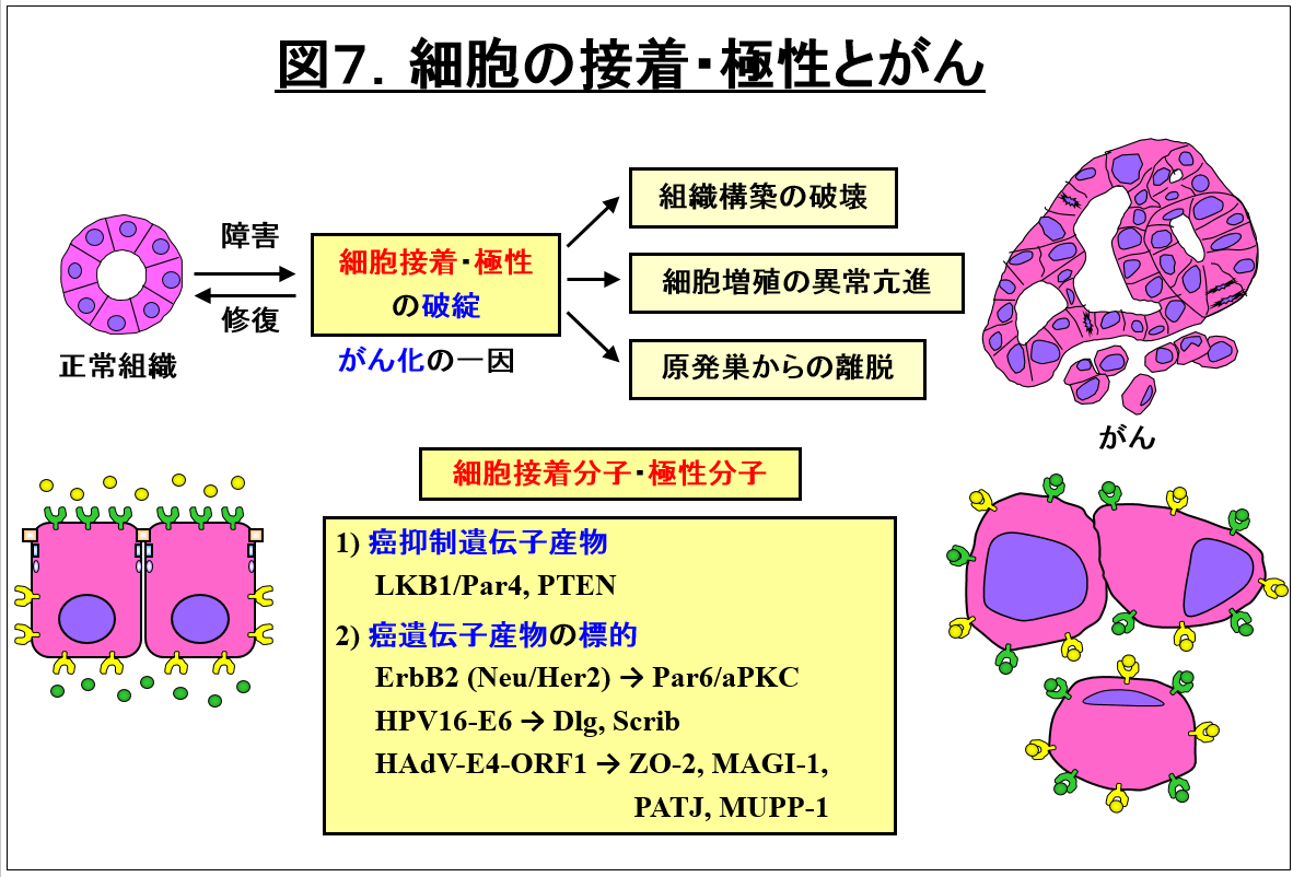 細胞の接着と極性、がんに関する図。細胞構造やがん細胞の特徴を示すイラスト。