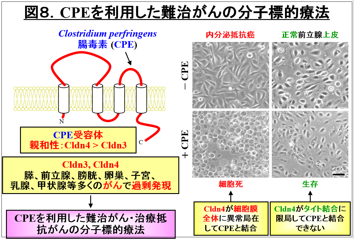 CPEを利用した難治がんの分子標的療法に関する図。Clostridium perfringensとその受容体の関係を示す。
