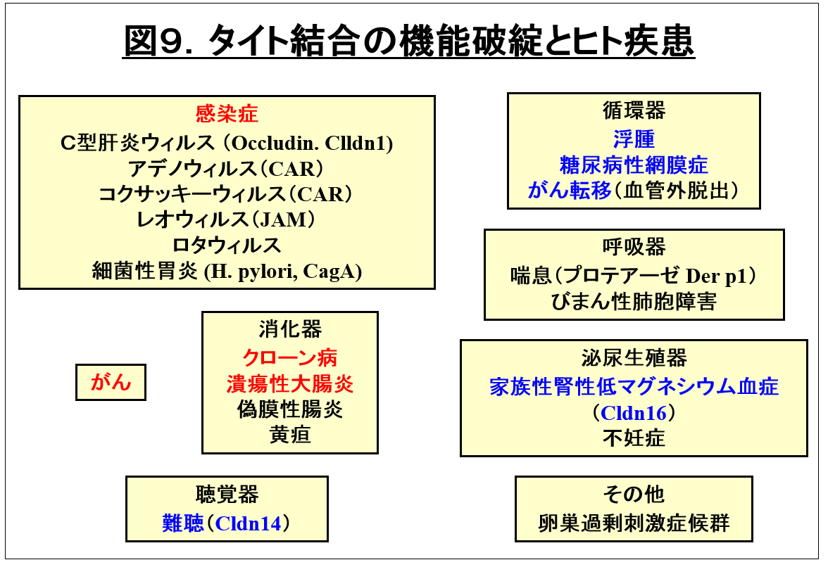 ALT: 福島県立医科大学の研究成果を示す図で、さまざまなウイルスや疾患の関連性を示したフローチャート。
