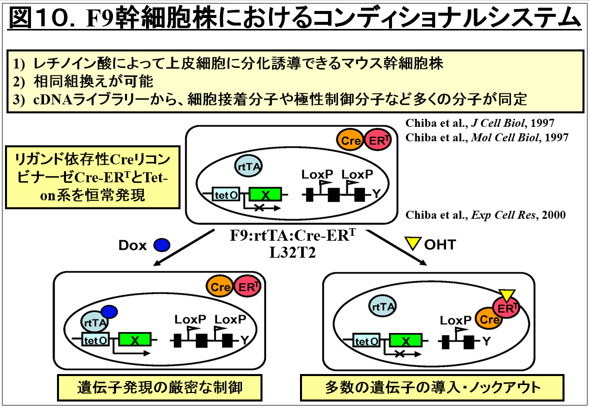 F9幹細胞株におけるコンディショナルシステムの図解。遺伝子発現制御のメカニズムを示す。