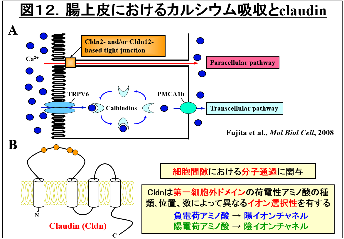腸上皮におけるカルシウム吸収とclaudinの役割を示す図。細胞間接着や経路について解説。