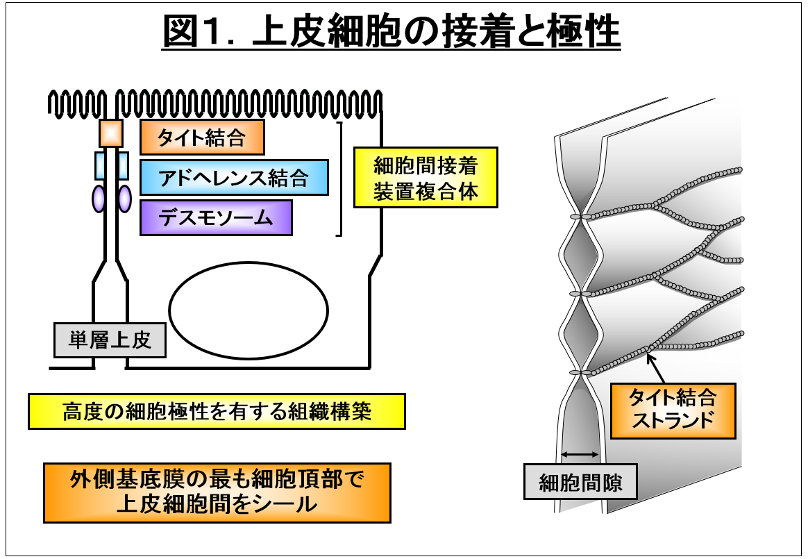 上皮細胞の接着と極性に関する図。細胞間接着装置や構造が示されている。