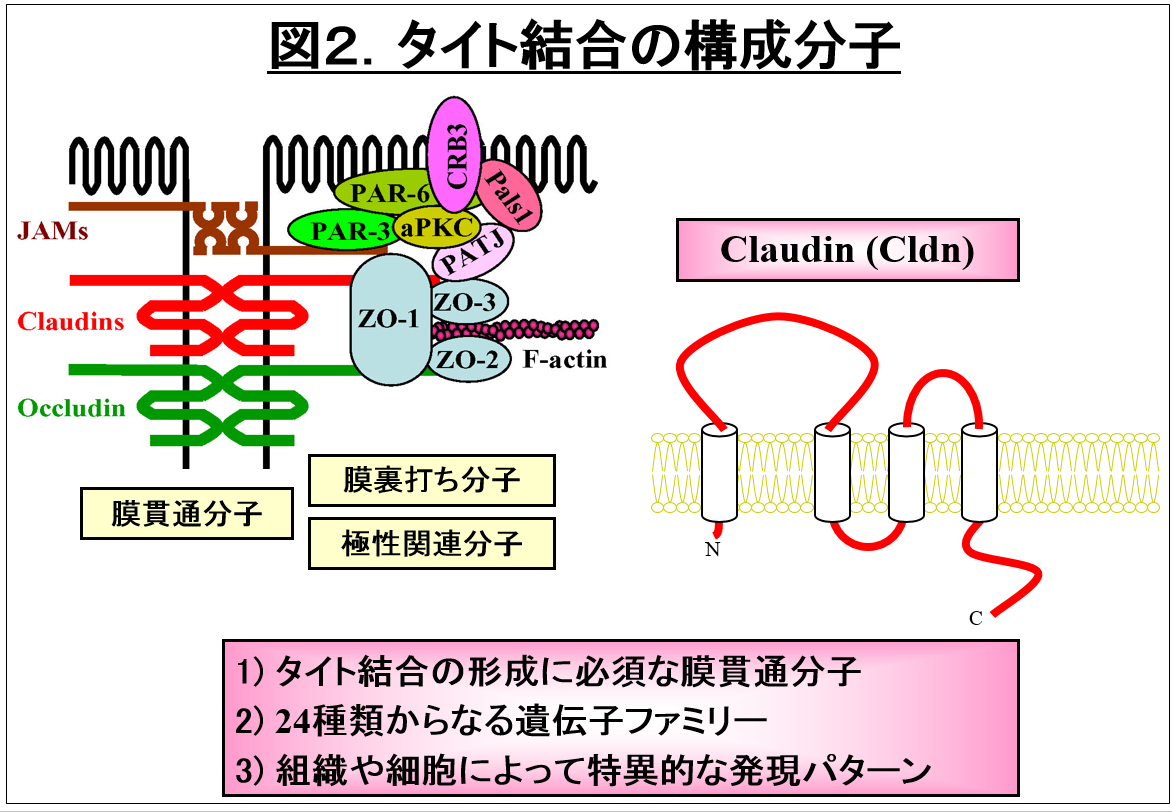 ALT: タイト結合の構成分子を示す図。ClaudinやOccludinなどのタンパク質が描かれている。