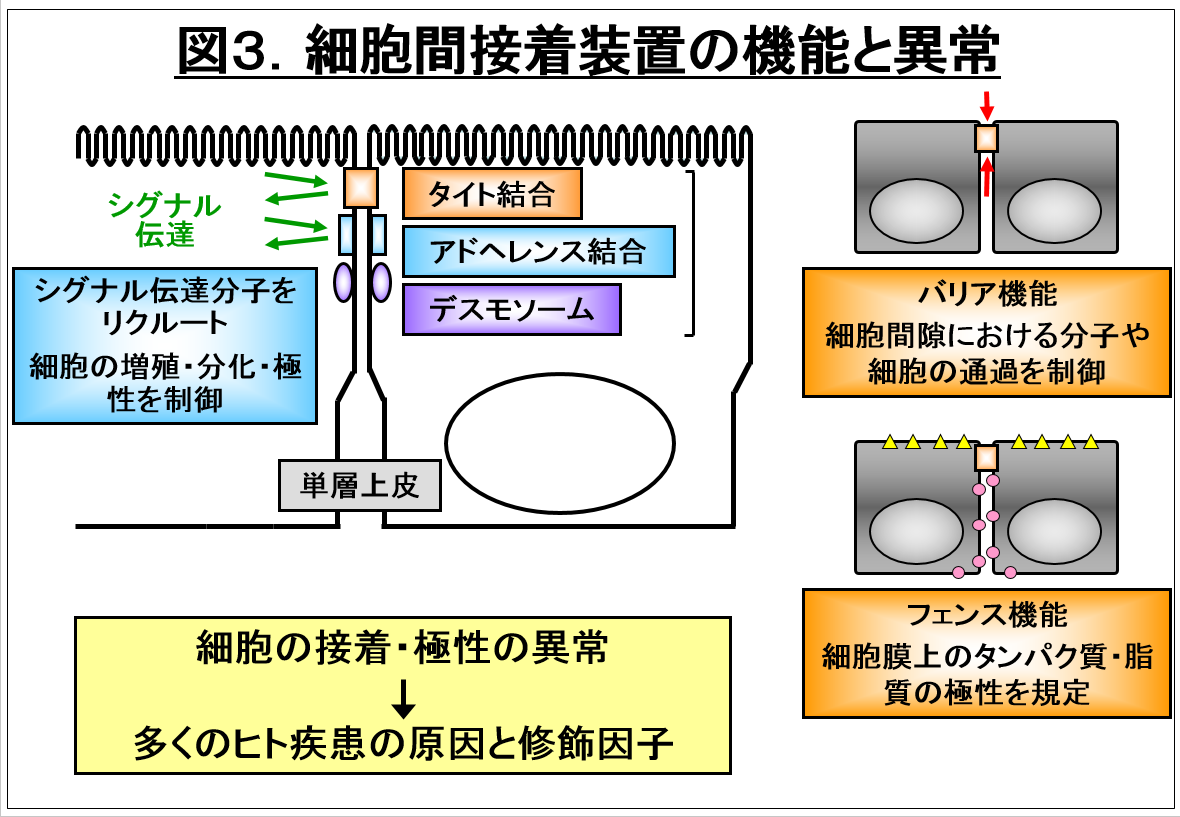 細胞間接着装置の機能と異常を示す図。細胞接着のメカニズムや関連する疾患の要因を解説。