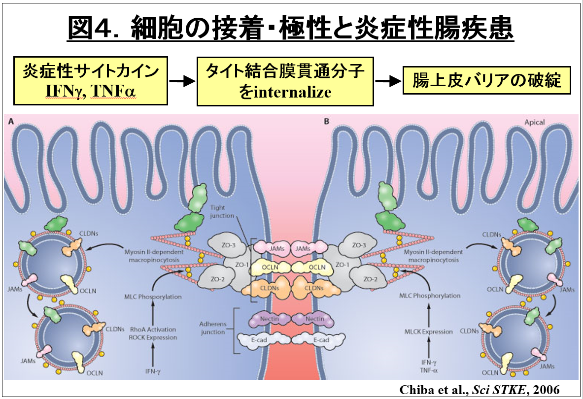 細胞の接着と炎症性腸疾患に関する図。炎症性サイトカインの作用を示す。