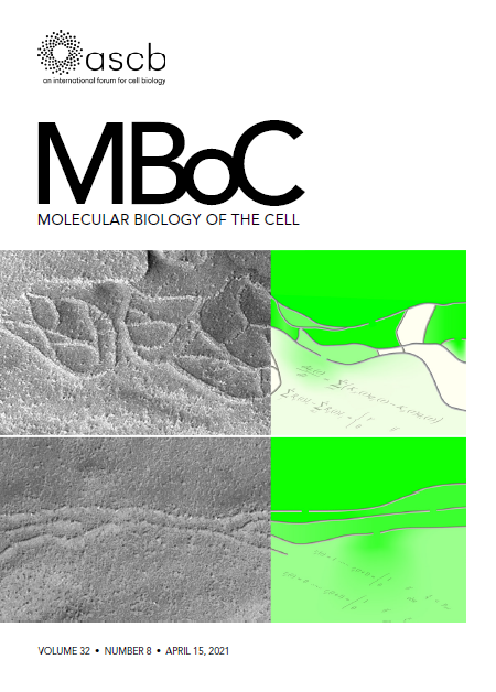 MBoC誌の表紙画像、オクルディンとトリセルリンに関する論文が掲載されたことを示すデザイン。