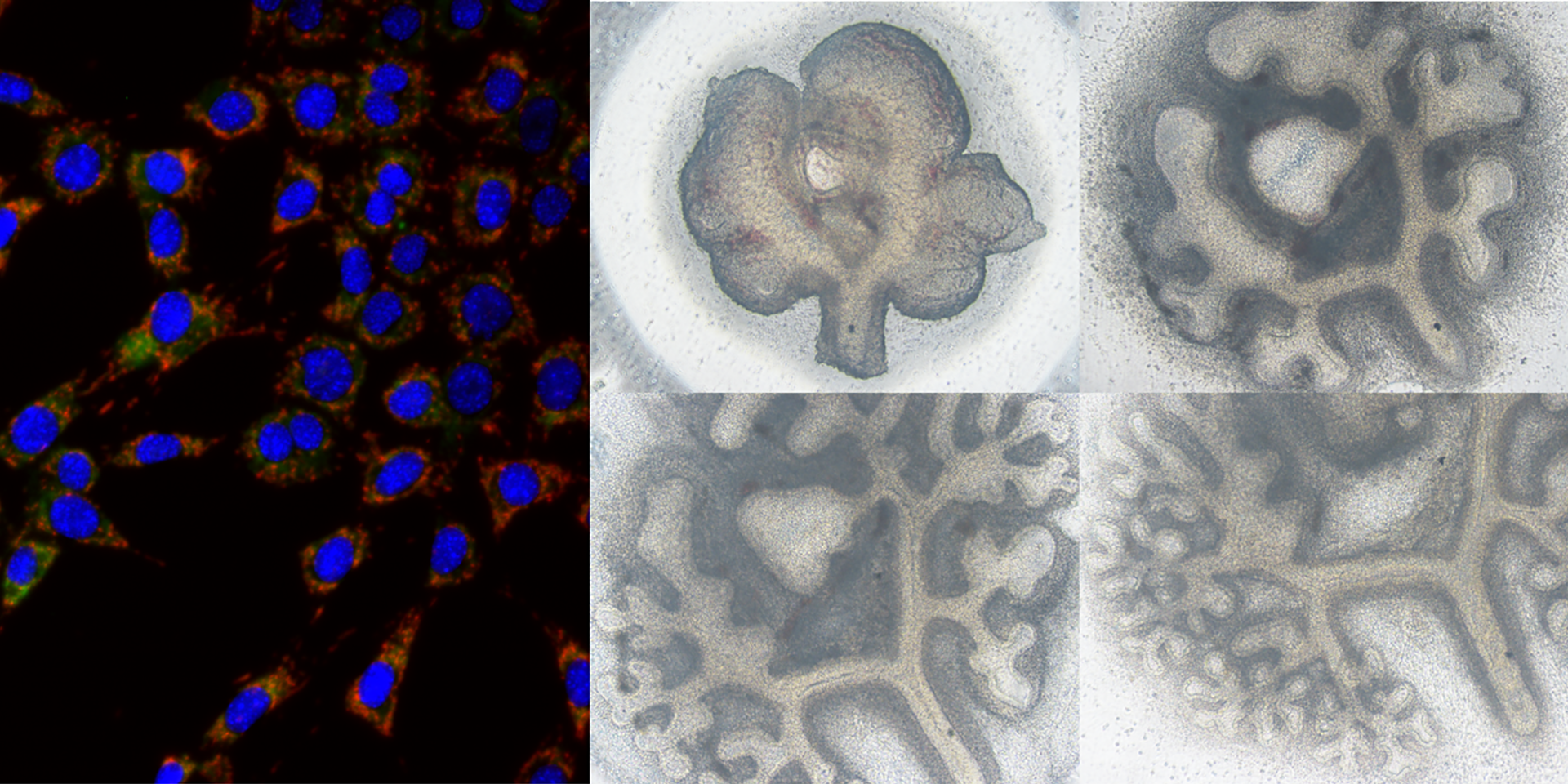 福島県立医科大学のウェブサイトの画面キャプチャ。