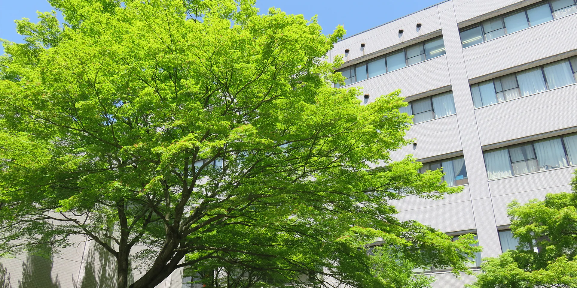 福島県立医科大学の建物と青空の下に広がる緑豊かな木々の風景。